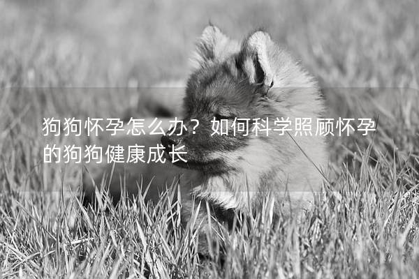 狗狗怀孕怎么办？如何科学照顾怀孕的狗狗健康成长