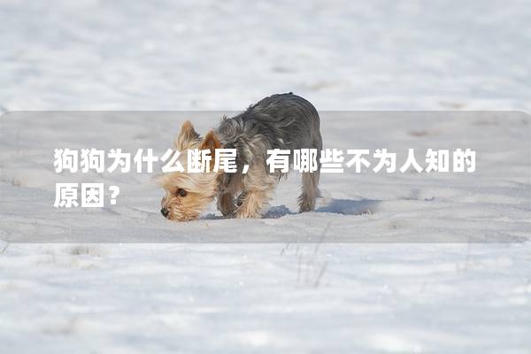 狗狗为什么断尾，有哪些不为人知的原因？
