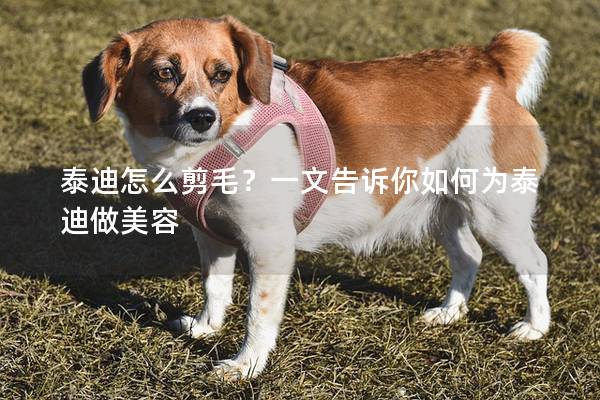 泰迪怎么剪毛？一文告诉你如何为泰迪做美容