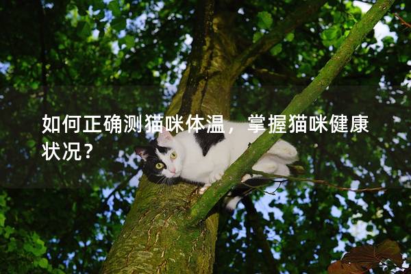 如何正确测猫咪体温，掌握猫咪健康状况？