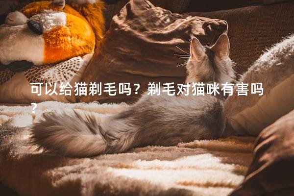可以给猫剃毛吗？剃毛对猫咪有害吗？