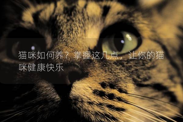 猫咪如何养？掌握这几点，让你的猫咪健康快乐