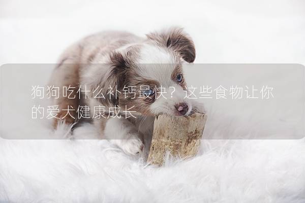 狗狗吃什么补钙最快？这些食物让你的爱犬健康成长