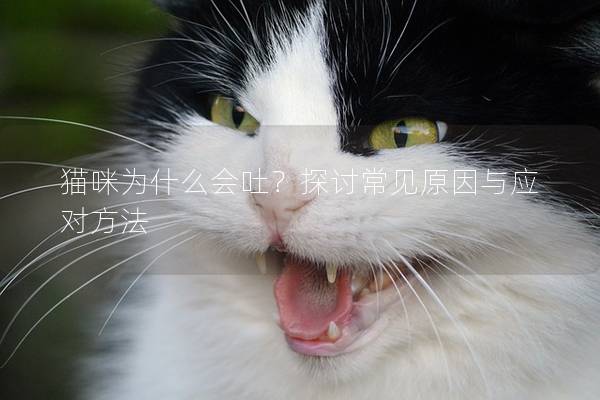 猫咪为什么会吐？探讨常见原因与应对方法
