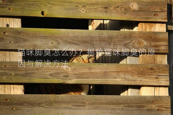猫咪脚臭怎么办？揭秘猫咪脚臭的原因与解决方法