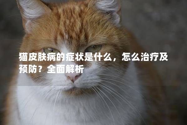猫皮肤病的症状是什么，怎么治疗及预防？全面解析