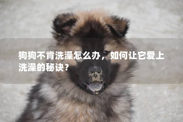狗狗不肯洗澡怎么办，如何让它爱上洗澡的秘诀？