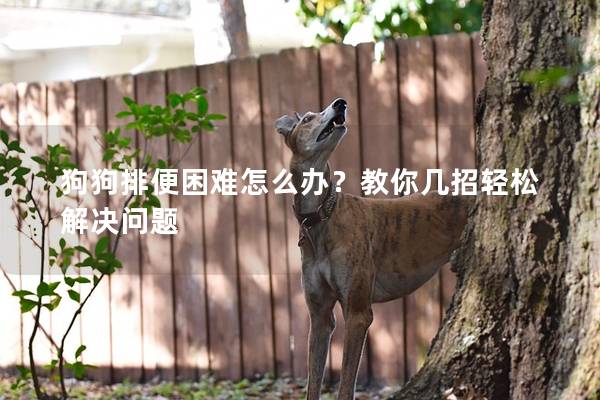 狗狗排便困难怎么办？教你几招轻松解决问题