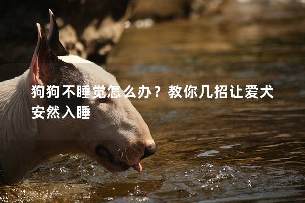 狗狗不睡觉怎么办？教你几招让爱犬安然入睡