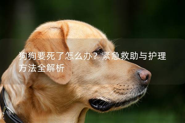 狗狗要死了怎么办？紧急救助与护理方法全解析
