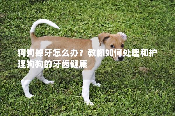 狗狗掉牙怎么办？教你如何处理和护理狗狗的牙齿健康