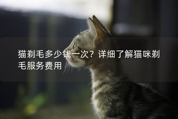 猫剃毛多少钱一次？详细了解猫咪剃毛服务费用