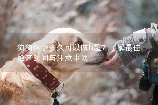 狗狗怀孕多久可以做b超？了解最佳检查时间与注意事项