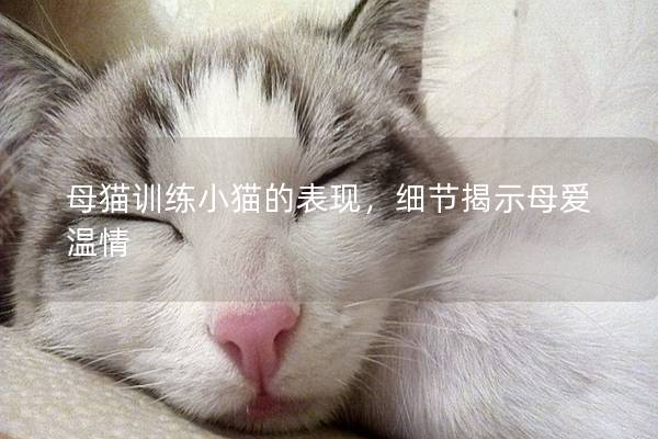 母猫训练小猫的表现，细节揭示母爱温情
