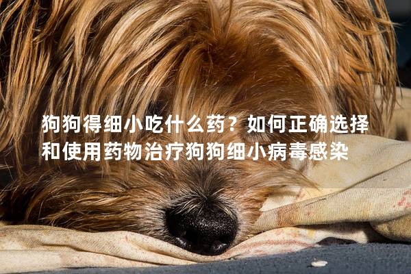 狗狗得细小吃什么药？如何正确选择和使用药物治疗狗狗细小病毒感染