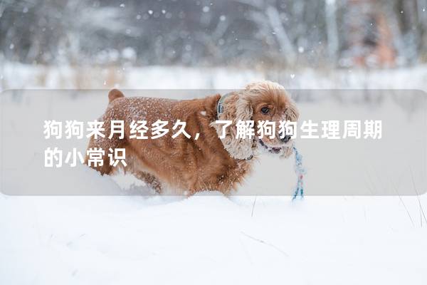 狗狗来月经多久，了解狗狗生理周期的小常识