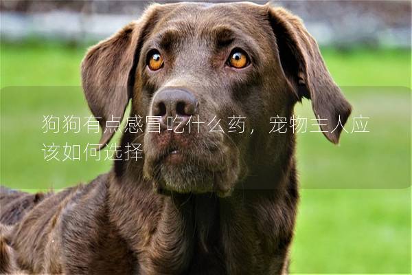 狗狗有点感冒吃什么药，宠物主人应该如何选择