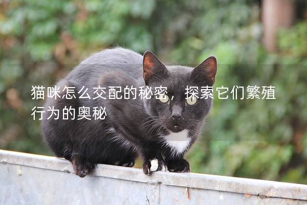 猫咪怎么交配的秘密，探索它们繁殖行为的奥秘