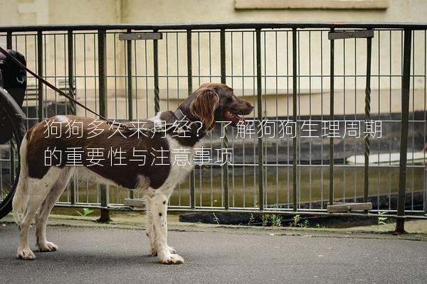 狗狗多久来月经？了解狗狗生理周期的重要性与注意事项