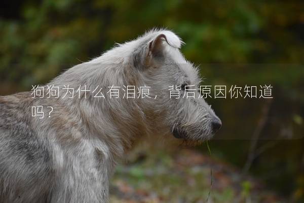 狗狗为什么有泪痕，背后原因你知道吗？