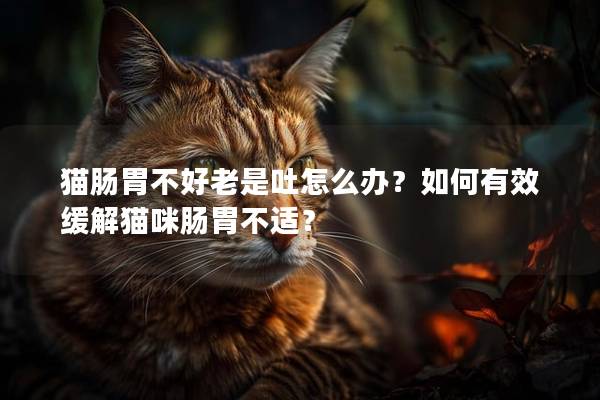 猫肠胃不好老是吐怎么办？如何有效缓解猫咪肠胃不适？