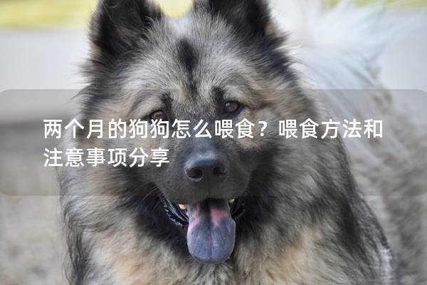 两个月的狗狗怎么喂食？喂食方法和注意事项分享