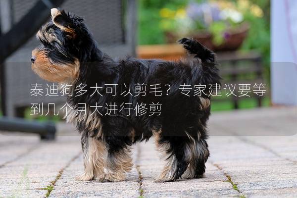 泰迪狗多大可以剪毛？专家建议要等到几个月大进行修剪