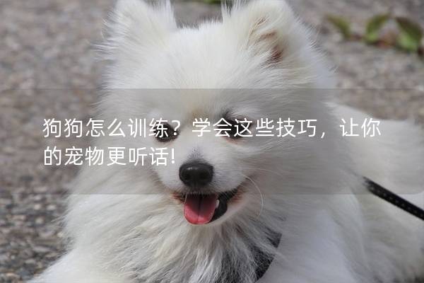 狗狗怎么训练？学会这些技巧，让你的宠物更听话!
