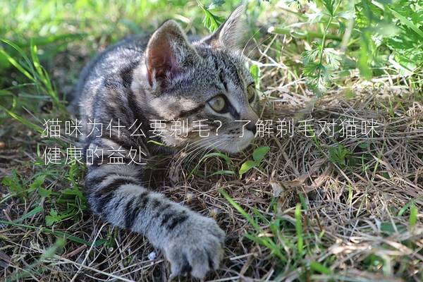 猫咪为什么要剃毛？了解剃毛对猫咪健康的益处
