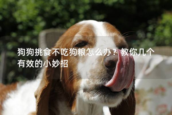狗狗挑食不吃狗粮怎么办？教你几个有效的小妙招