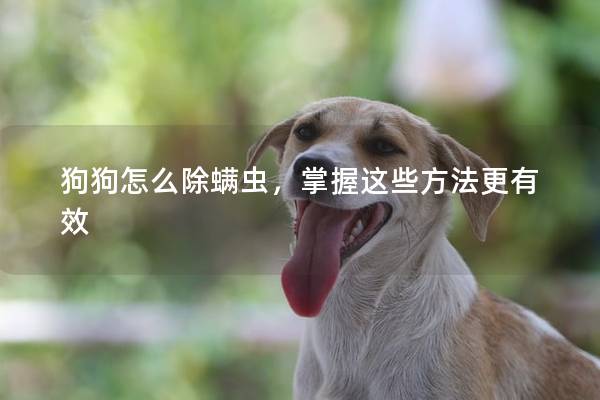 狗狗怎么除螨虫，掌握这些方法更有效