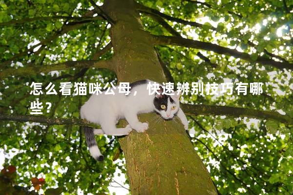 怎么看猫咪公母，快速辨别技巧有哪些？