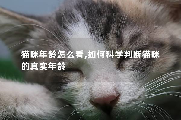 猫咪年龄怎么看,如何科学判断猫咪的真实年龄