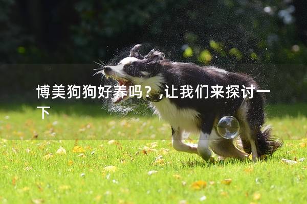 博美狗狗好养吗？,让我们来探讨一下
