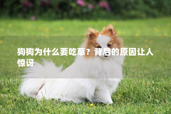 狗狗为什么要吃草？背后的原因让人惊讶