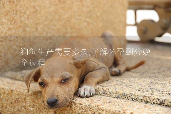 狗狗生产需要多久,了解怀孕到分娩全过程