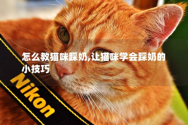 怎么教猫咪踩奶,让猫咪学会踩奶的小技巧