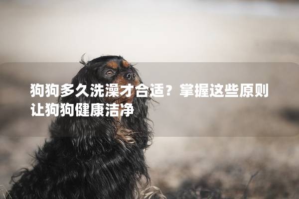 狗狗多久洗澡才合适？掌握这些原则让狗狗健康洁净