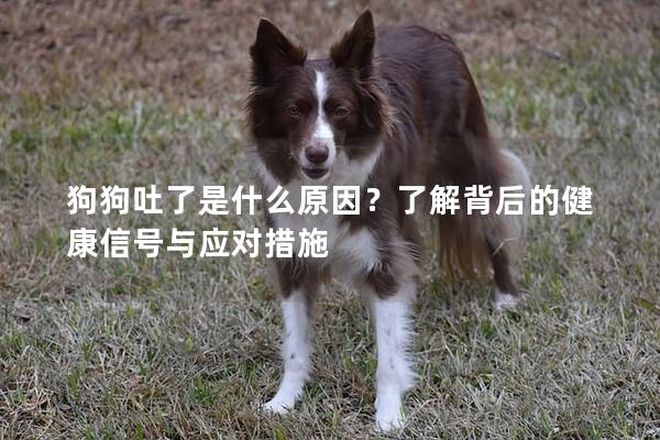 狗狗吐了是什么原因？了解背后的健康信号与应对措施