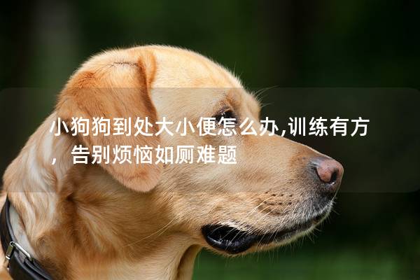 小狗狗到处大小便怎么办,训练有方，告别烦恼如厕难题