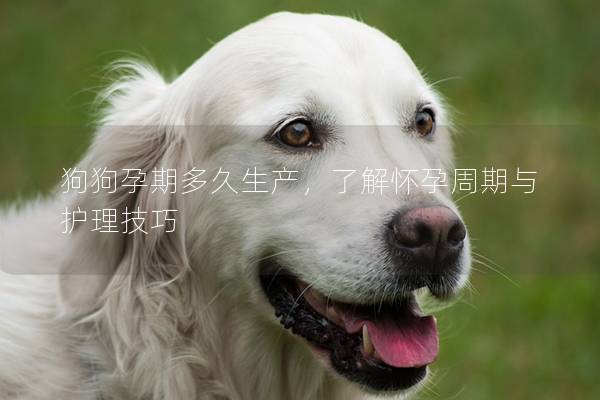 狗狗孕期多久生产，了解怀孕周期与护理技巧