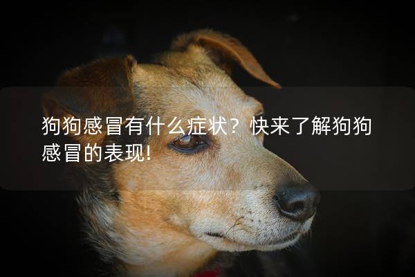狗狗感冒有什么症状？快来了解狗狗感冒的表现!