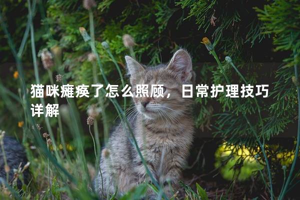 猫咪瘫痪了怎么照顾，日常护理技巧详解