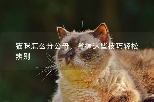 猫咪怎么分公母，掌握这些技巧轻松辨别