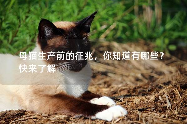 母猫生产前的征兆，你知道有哪些？快来了解