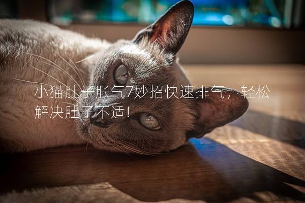 小猫肚子胀气7妙招快速排气，轻松解决肚子不适!