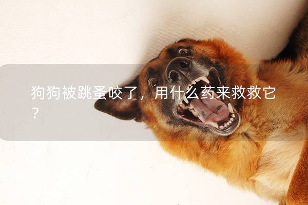 狗狗被跳蚤咬了，用什么药来救救它？