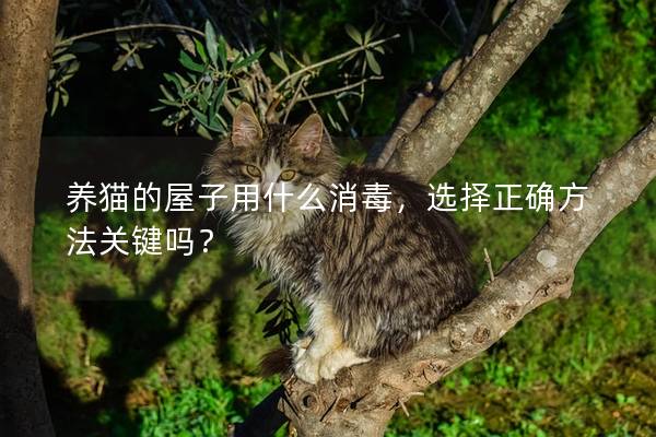养猫的屋子用什么消毒，选择正确方法关键吗？
