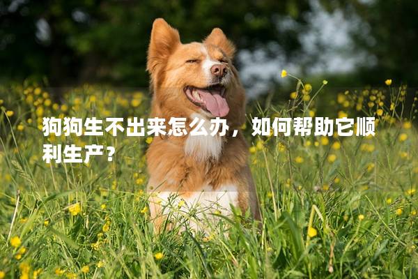 狗狗生不出来怎么办，如何帮助它顺利生产？