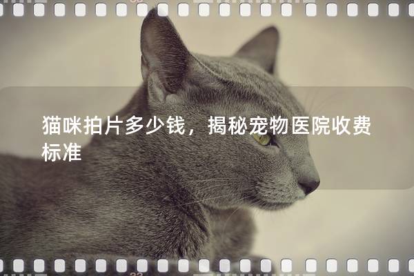 猫咪拍片多少钱，揭秘宠物医院收费标准